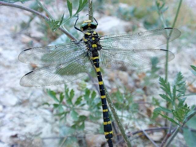 Image of golden-ringed dragonfly