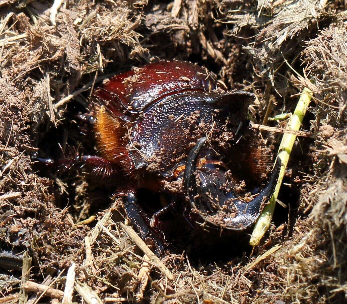 Image of Heliocopris andersoni Bates 1868