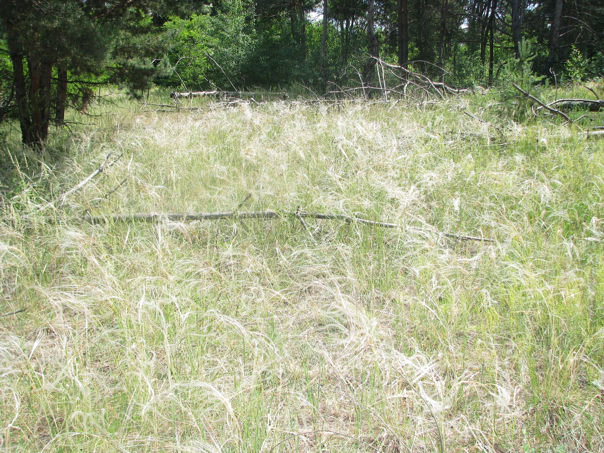 Image of Stipa pennata subsp. sabulosa (Pacz.) Tzvelev