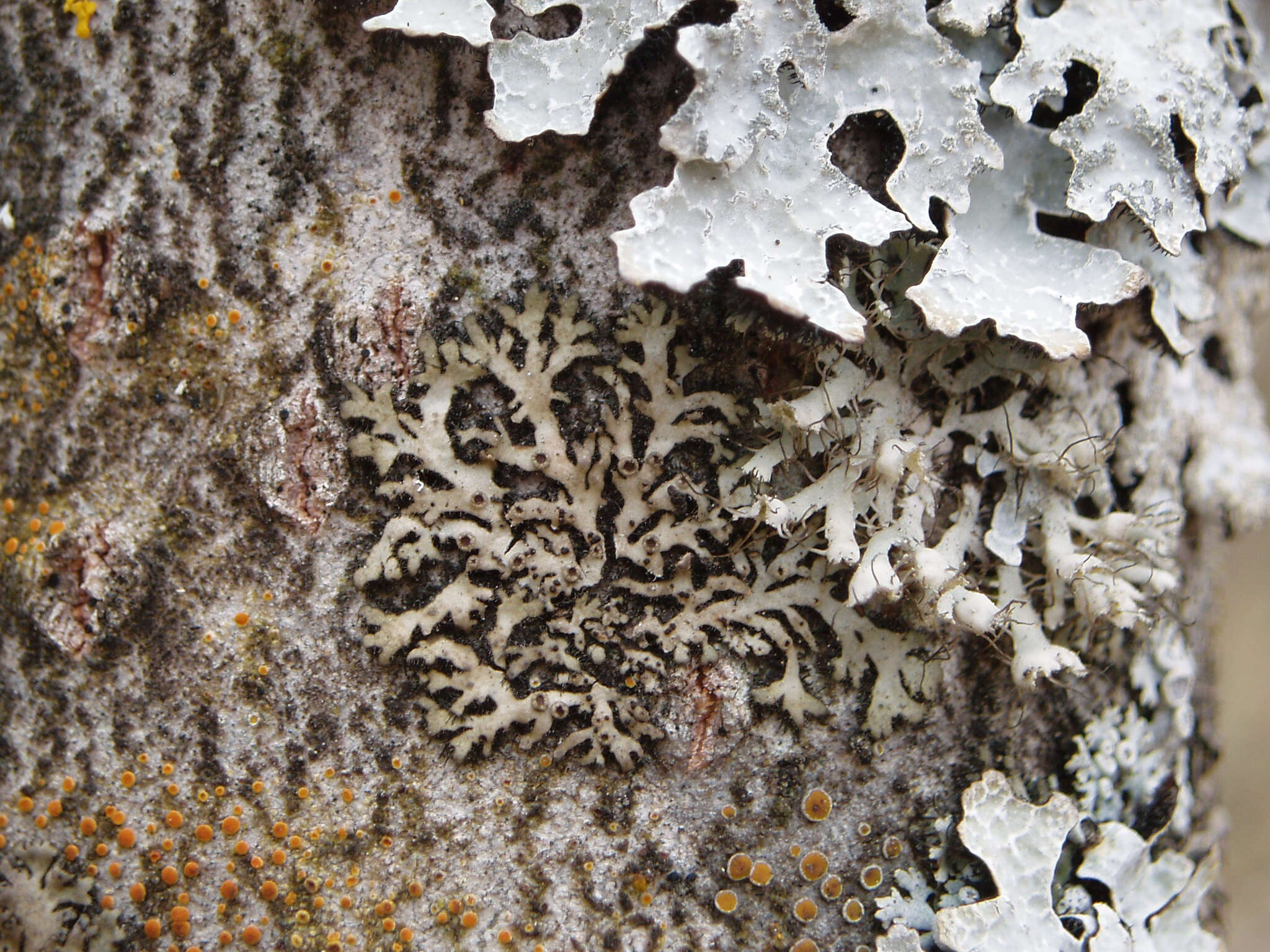 Image de Phaeophyscia ciliata (Hoffm.) Moberg