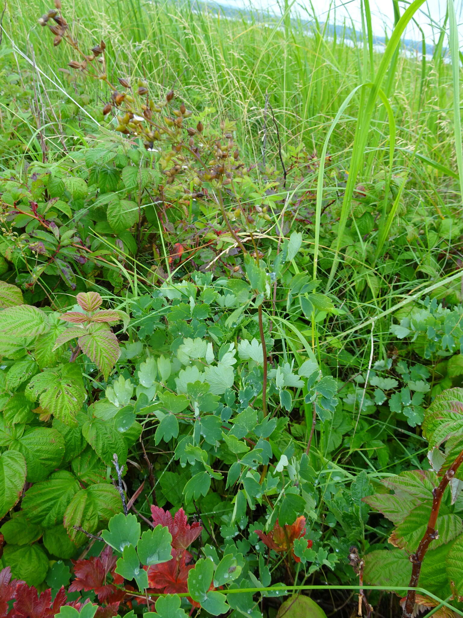 Image of Veiny-Leaf Meadow-Rue