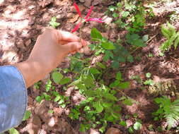 Image of pineapple sage