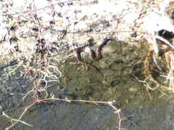 Image of Southern Water Snake