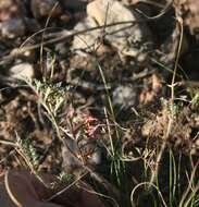 Image of Pelargonium caucalifolium subsp. caucalifolium