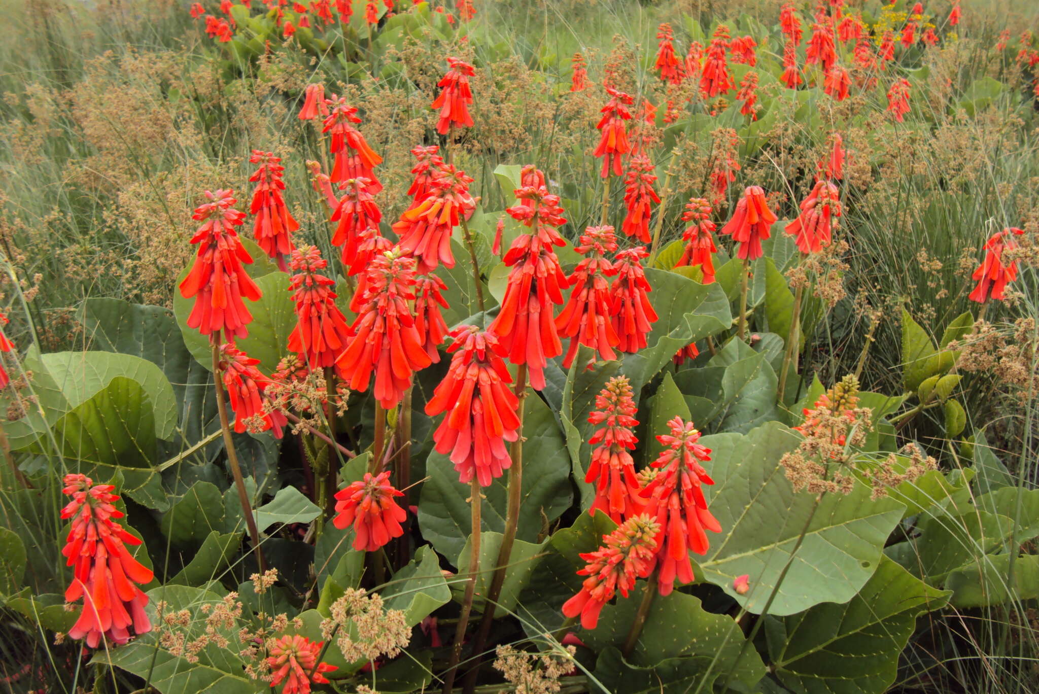 Imagem de Erythrina zeyheri Harv.