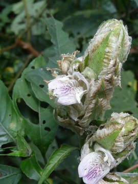 Image of Justicia grandis (T. Anders.) Vollesen