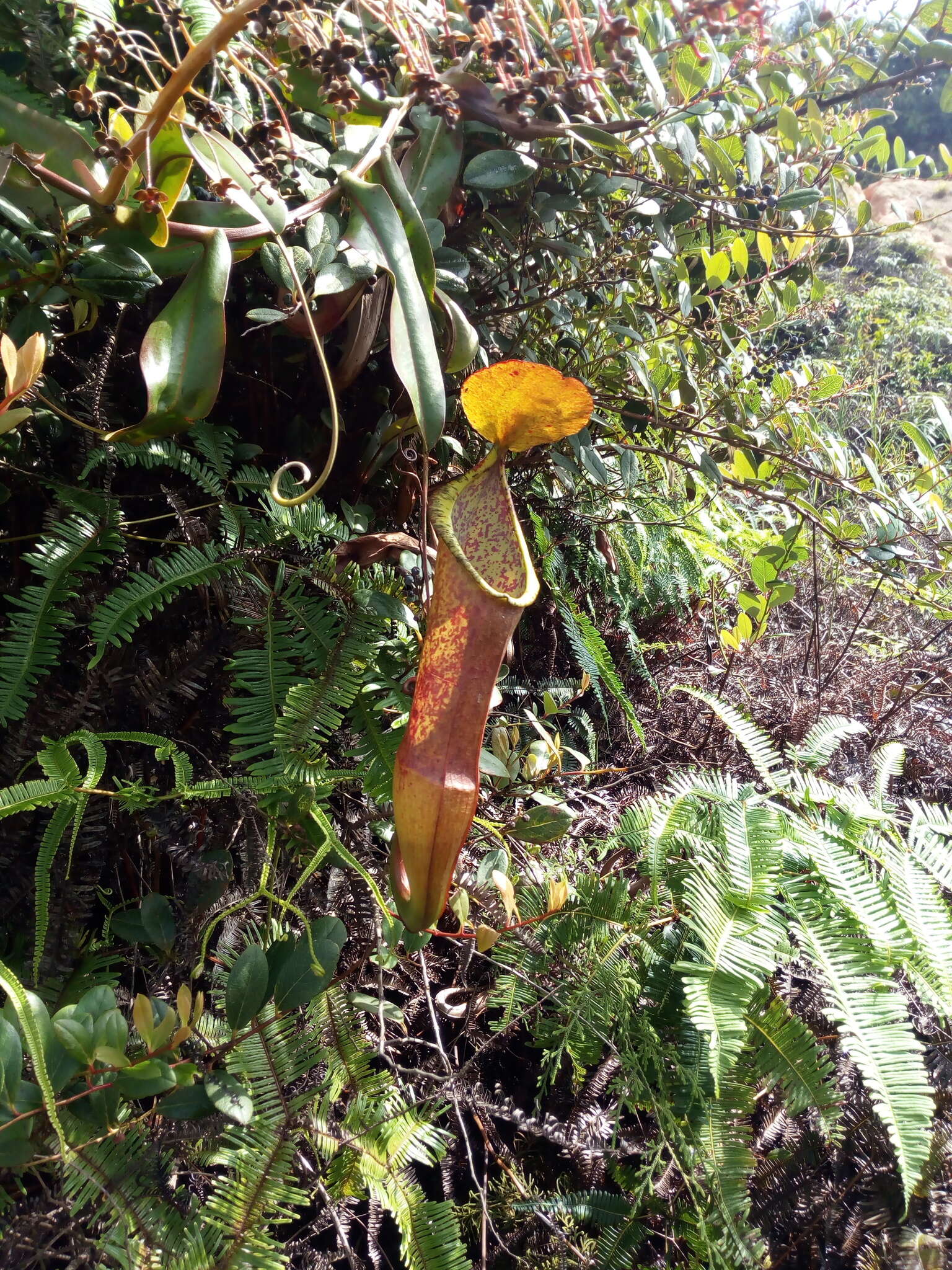 Image of Pitcher Plant