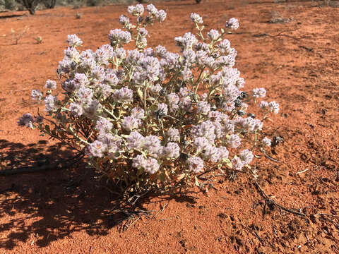 Image de Ptilotus obovatus (Gaudich.) F. Müll.