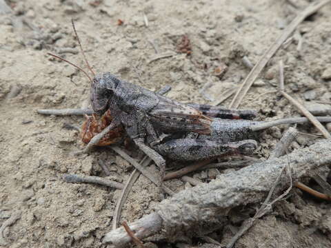 Слика од Melanoplus huroni Blatchley 1898