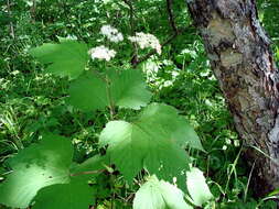 Image of Filipendula camtschatica (Pall.) Maxim.