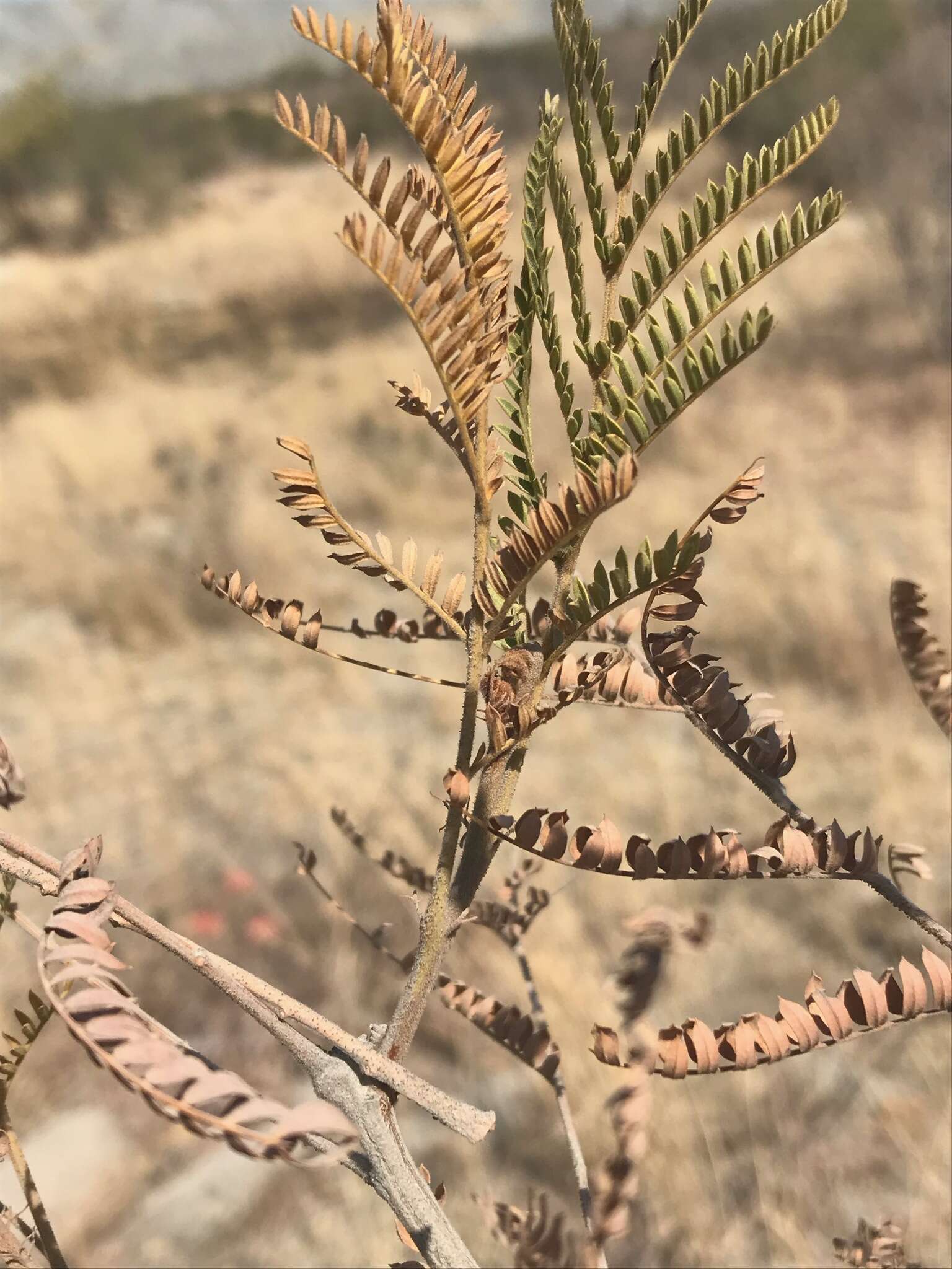 Image of African weeping-wattle