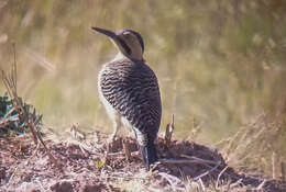 Image of Andean Flicker