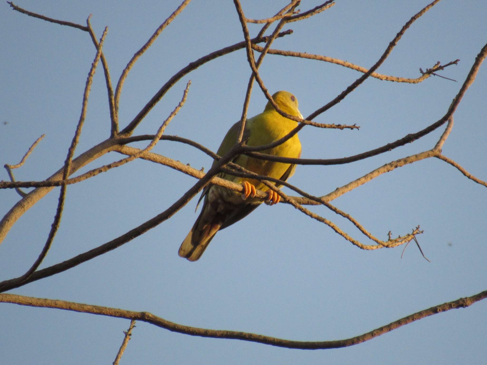 Image of Yellow-footed Green Pigeon