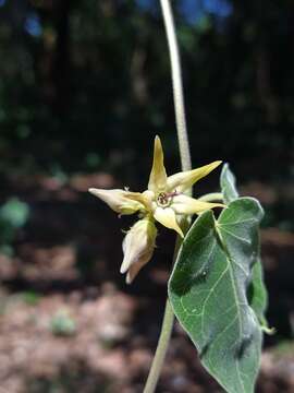 Image of Oxypetalum appendiculatum Mart.