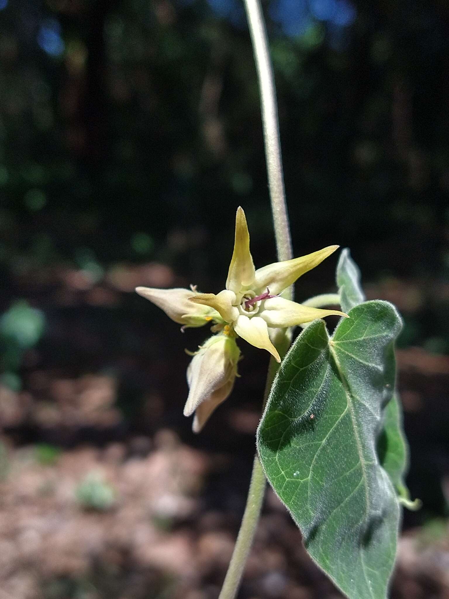 Image de Oxypetalum appendiculatum Mart.