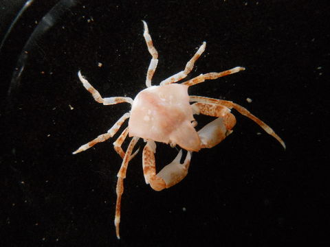 Image of Epialtinae MacLeay 1838