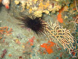 Image of long-spined urchin