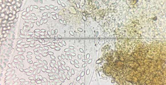 Sivun Thelebolus stercoreus Tode 1790 kuva