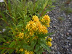 Image of Rocky Mountain goldenrod