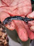 Plancia ëd Plethodon fourchensis Duncan & Highton 1979