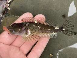 Image of Round-nosed sculpin