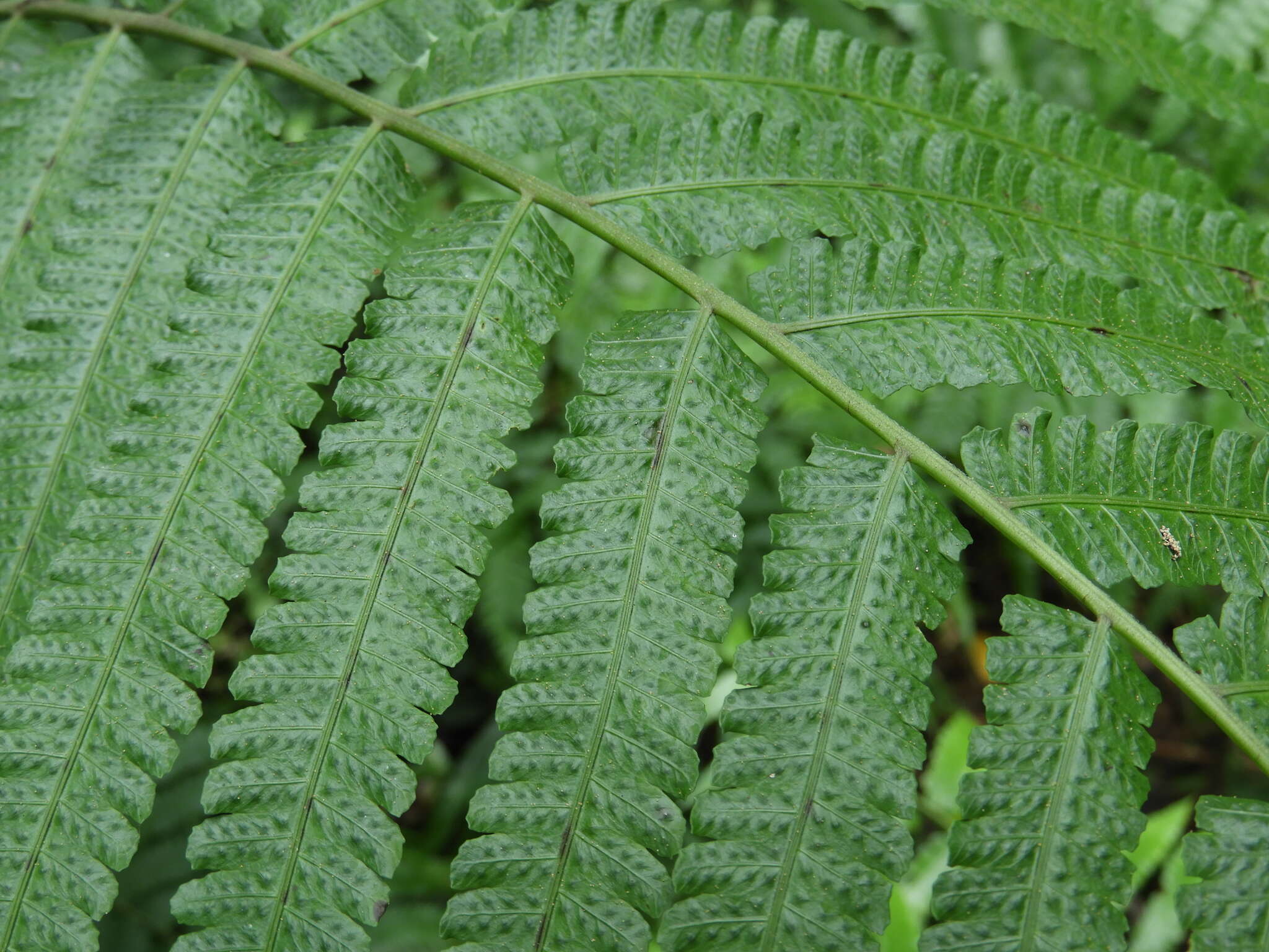 Image of Reholttumia truncata (Poir.) S. E. Fawc. & A. R. Sm.