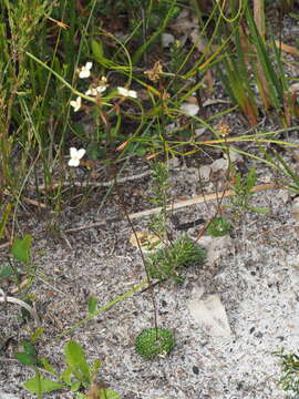 Image of Stylidium piliferum R. Br.