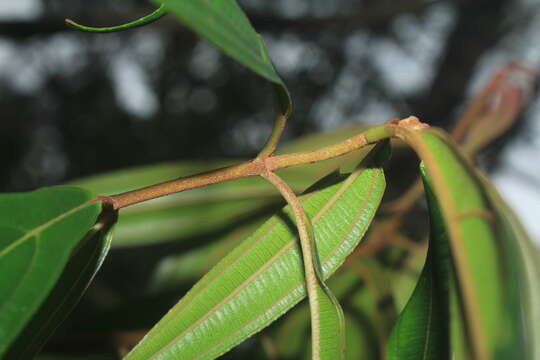 Слика од Miconia ulmarioides Naud.