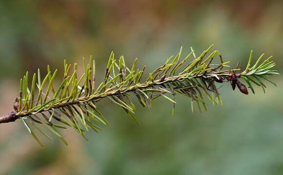 Image of Contarinia pseudotsugae Condrashoff 1961