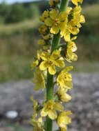 Image of Agrimony