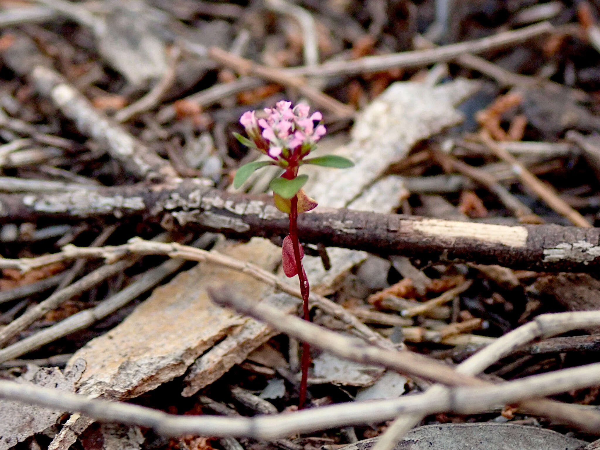 Image of Levenhookia pusilla R. Br.