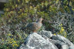 Image of Barbary Partridge