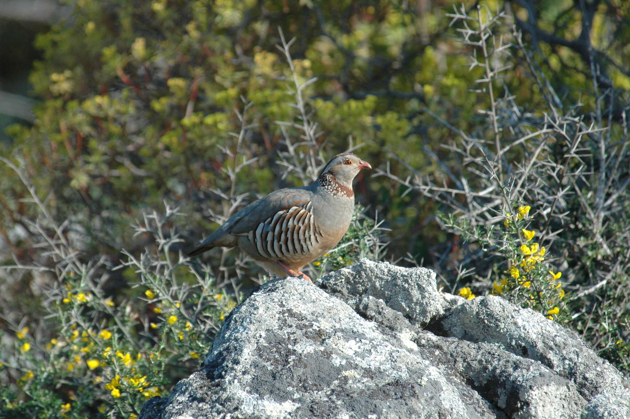 Image of Barbary Partridge