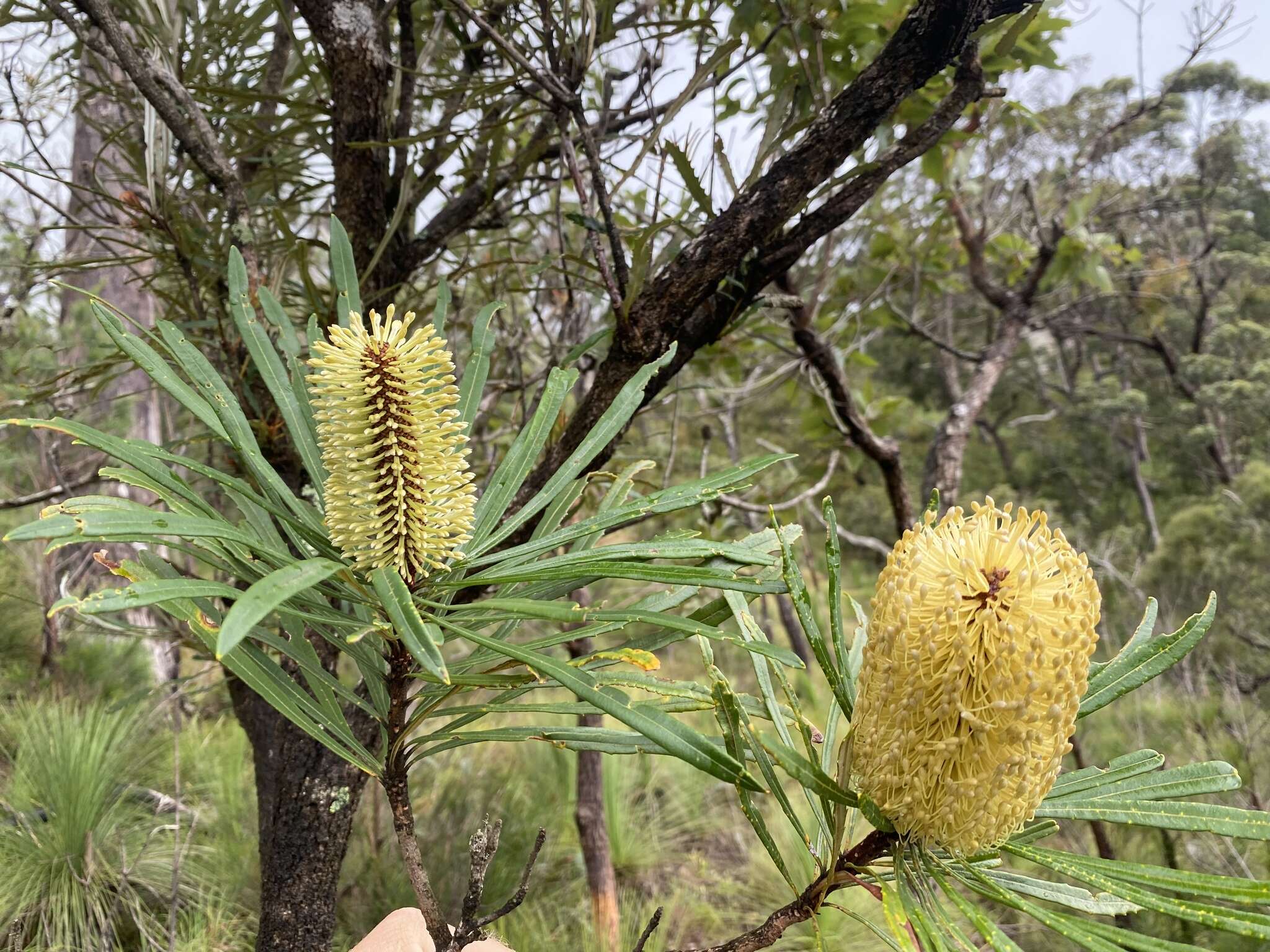 Image of northern banksia