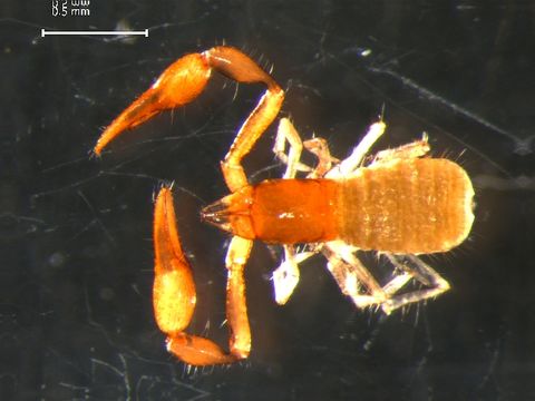 Image of Parahyidae