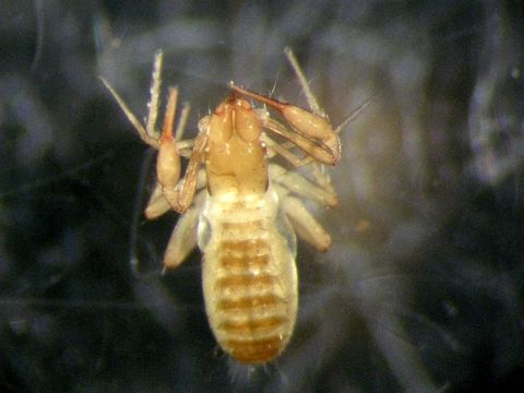 Image of <i>Chthonius</i> (<i>Ephippiochthonius</i>) <i>tetrachelatus</i> (Preyssler 1790)