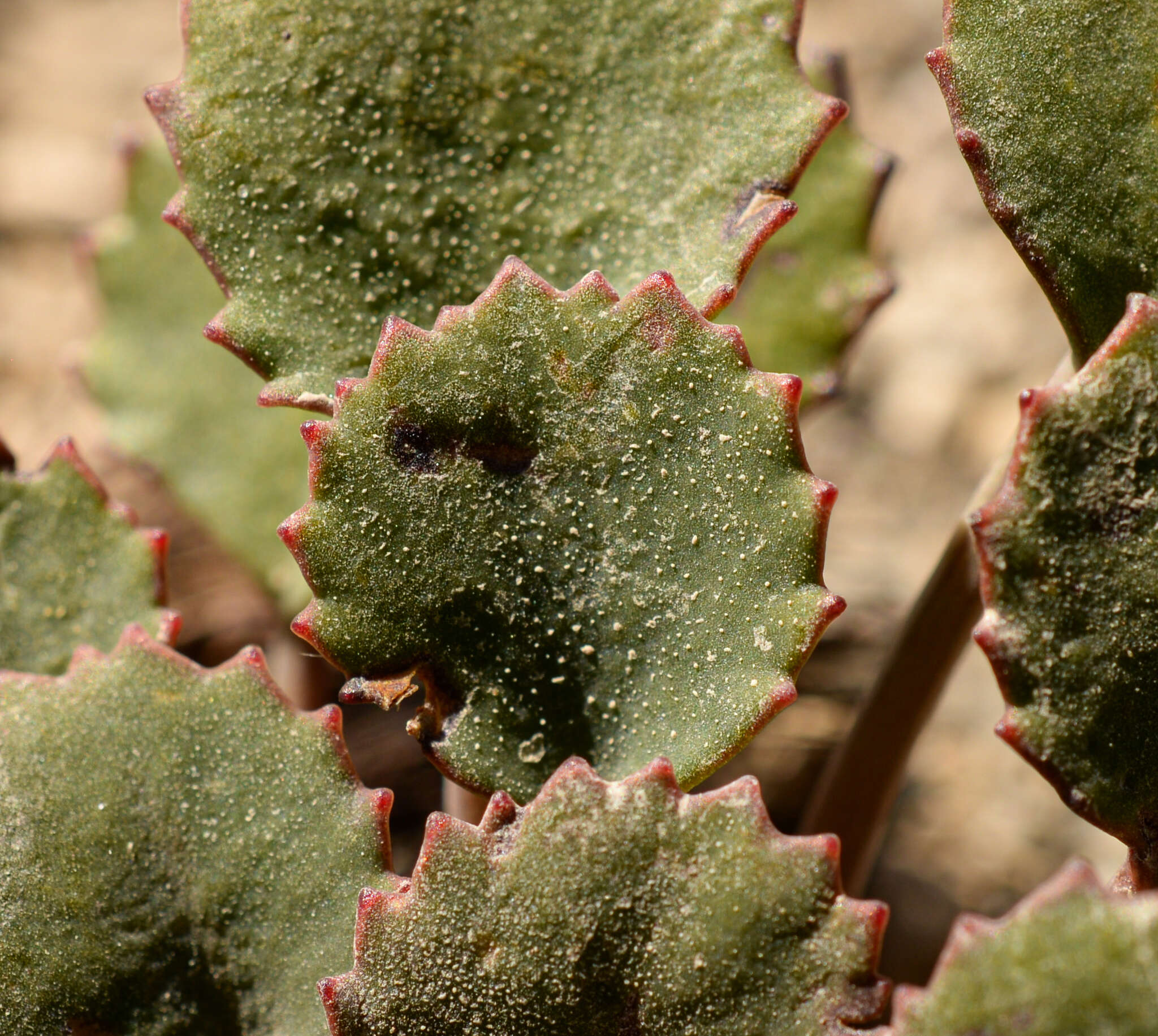 Imagem de Azorella coriacea (Lag.) Kuntze