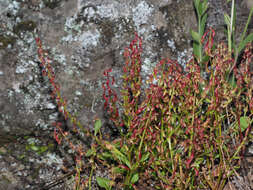 Plancia ëd Rumex bucephalophorus subsp. canariensis (Steinh.) K. H. Rech.