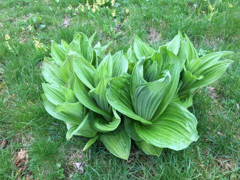 Image of European white hellebore