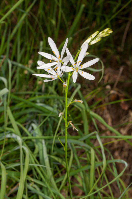 Image of St. Bernard’s lily