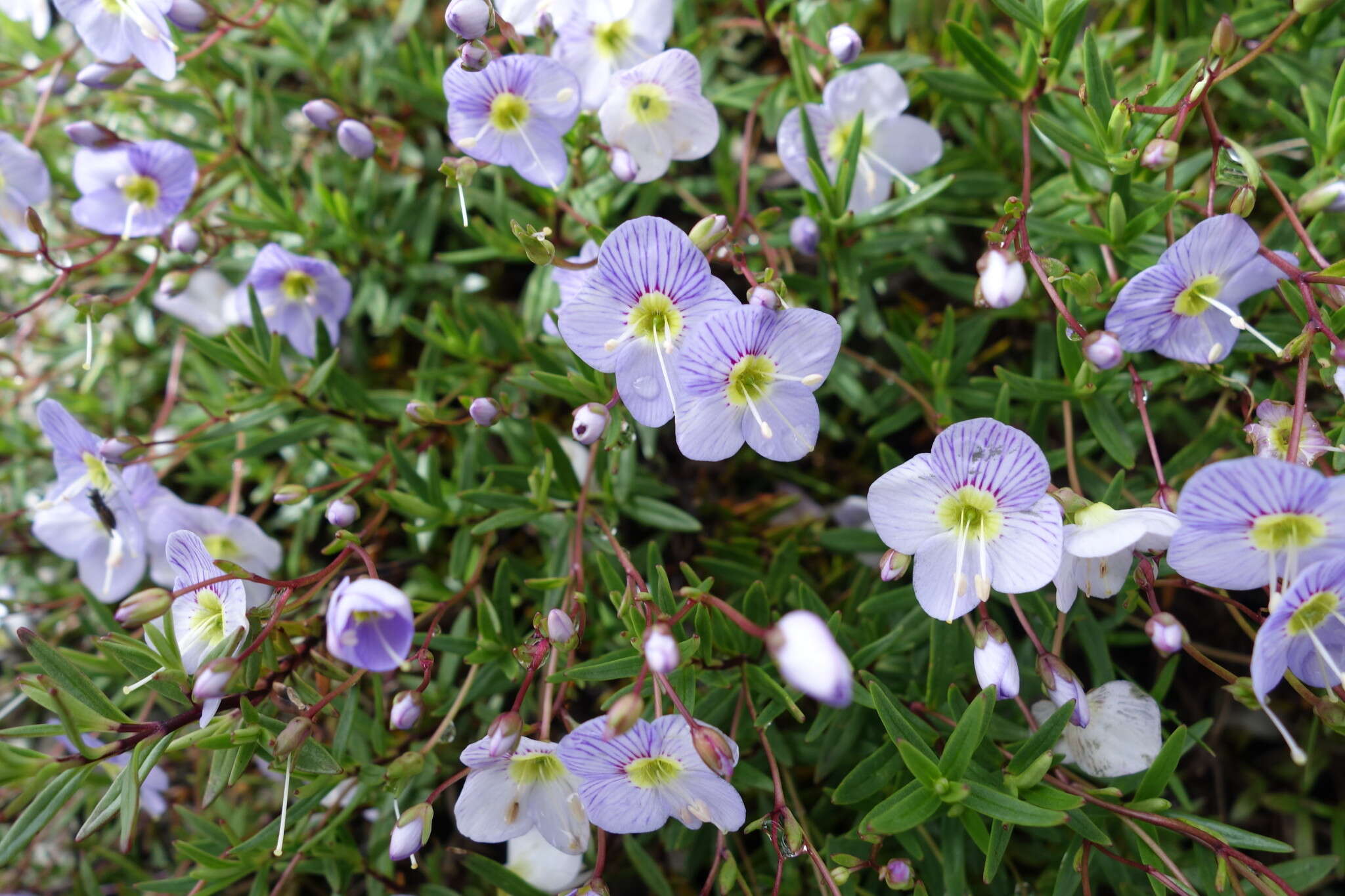 Слика од Veronica linifolia Hook. fil.