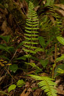 Image of eared spleenwort