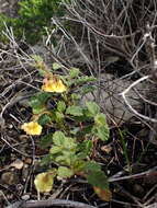 Image of Hermannia althaeoides Hort. ex Link