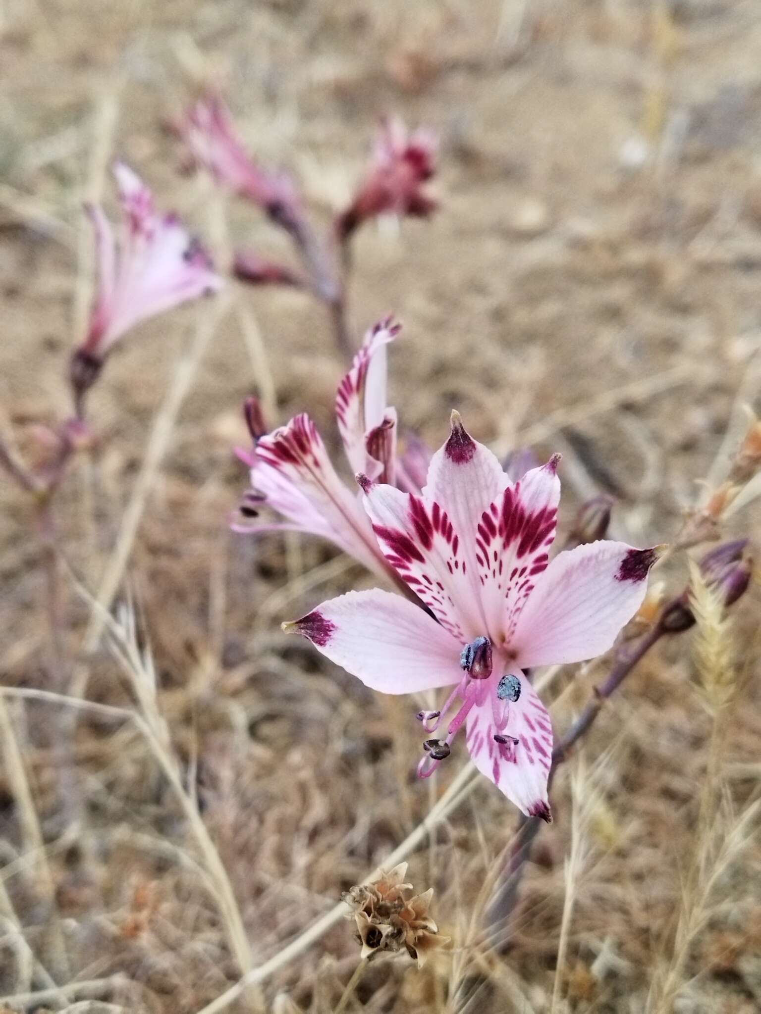 Image of Alstroemeria diluta Ehr. Bayer