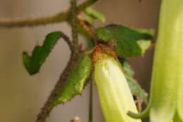 Image of Correa reflexa var. lobata Paul G. Wilson