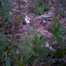 Image of Geranium pseudosibiricum J. Mayer