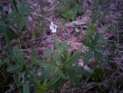 Image of Geranium pseudosibiricum J. Mayer