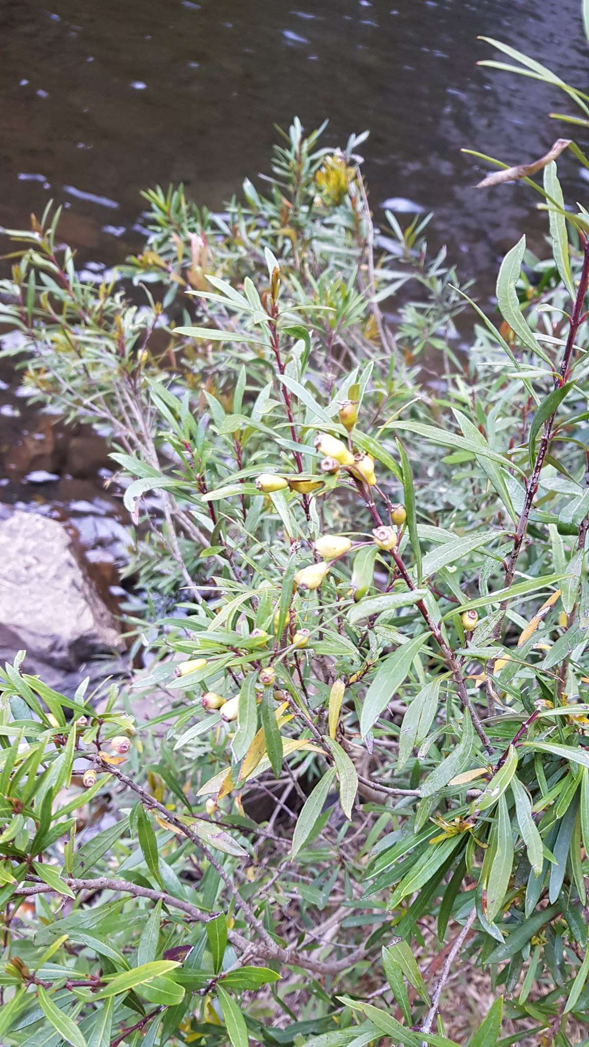 Myrceugenia lanceolata (Juss. ex Jaume St.-Hil.) Kausel resmi