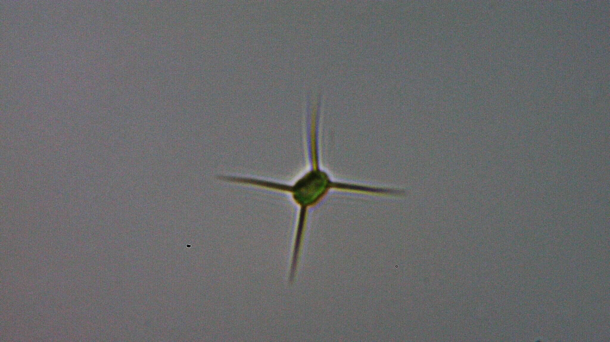 Image of Lagerheimia genevensis