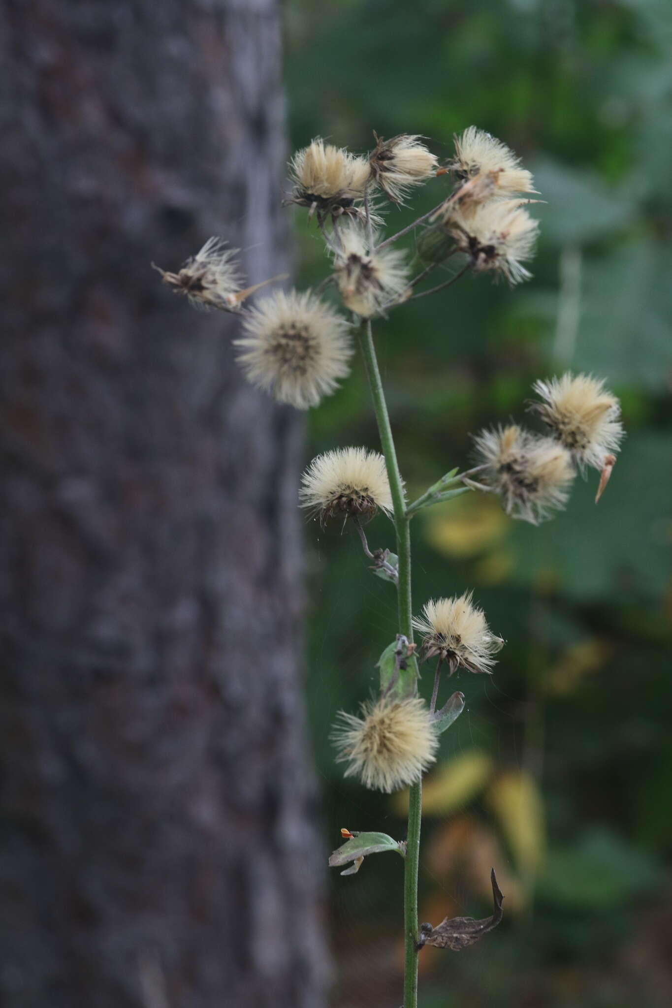 Image of Canadian hawkweed